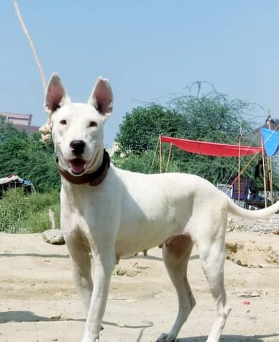 Bollywood female double body for sale