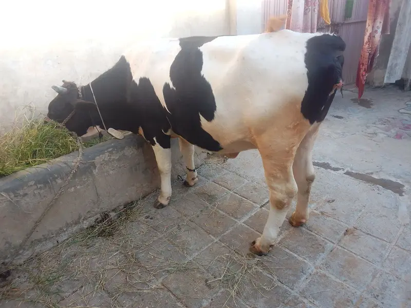 Mashaallah pure frezian 6manth pragnit waire — photo 8