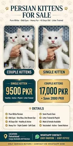 Kittens Cat Baby's