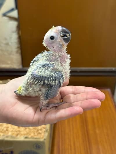 Sun conure
