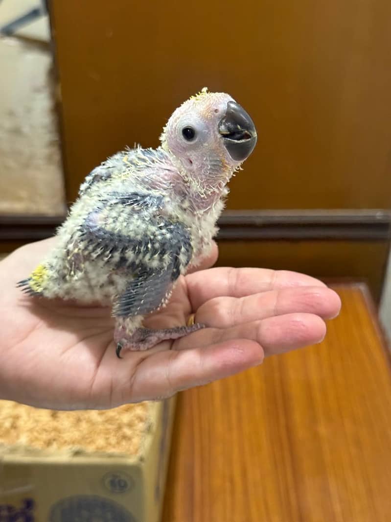 Sun conure 1