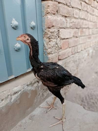 Black Mushka