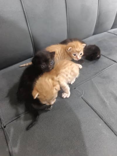 search in new home