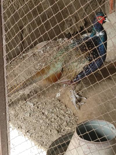 common pheasant