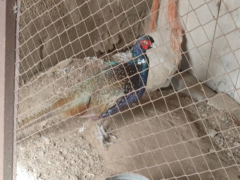 common pheasant 1