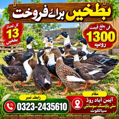 Ducks for sale