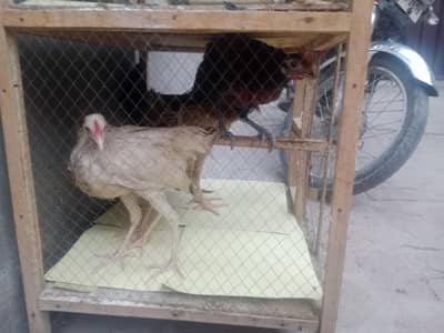 Chiks