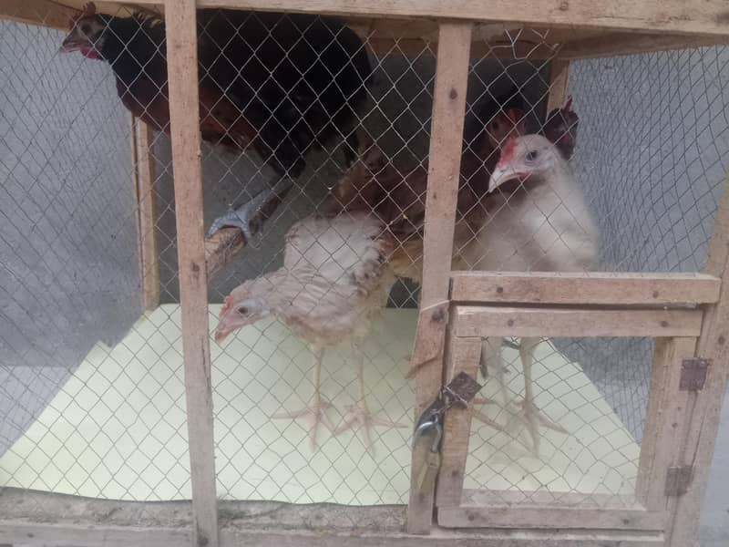 Chiks 1
