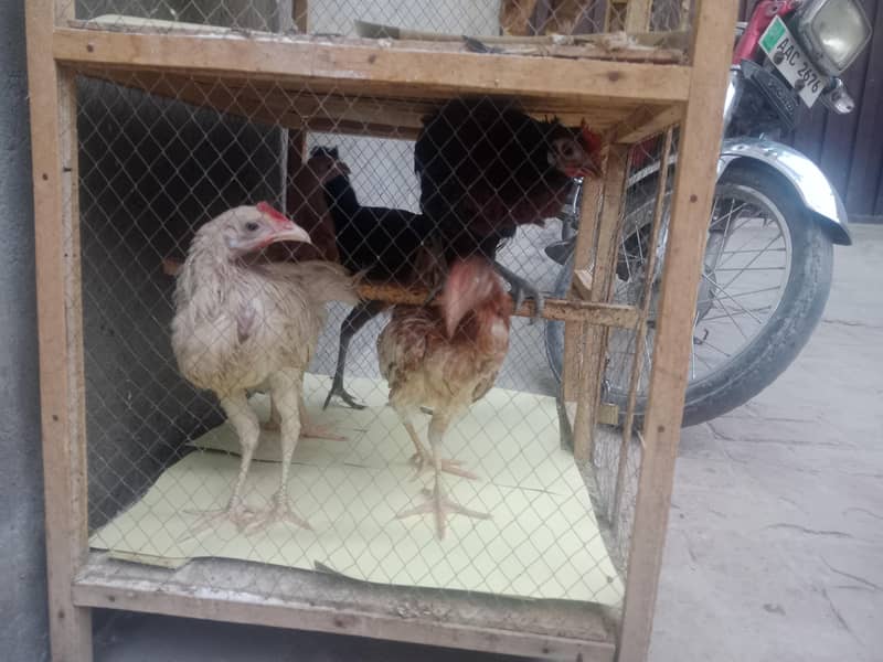 Chiks 2