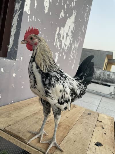 2.5 months old Golden Misri Rooster