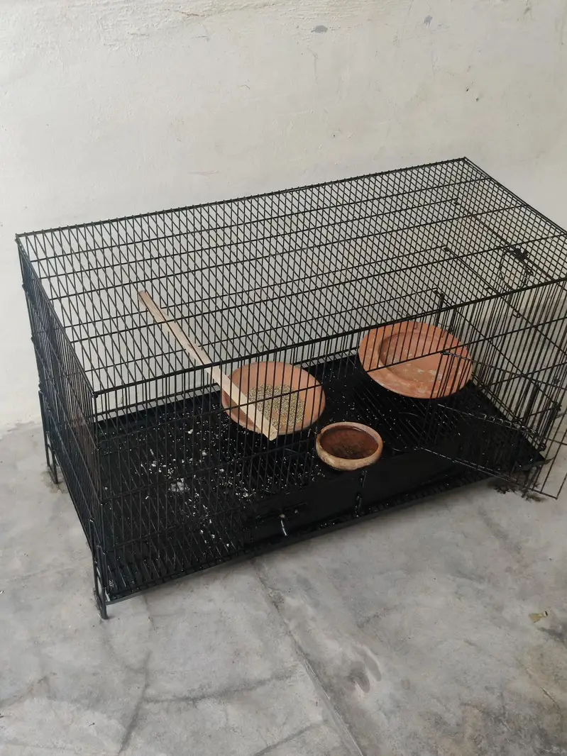 parrot, hen's, bird's cages, — photo 4