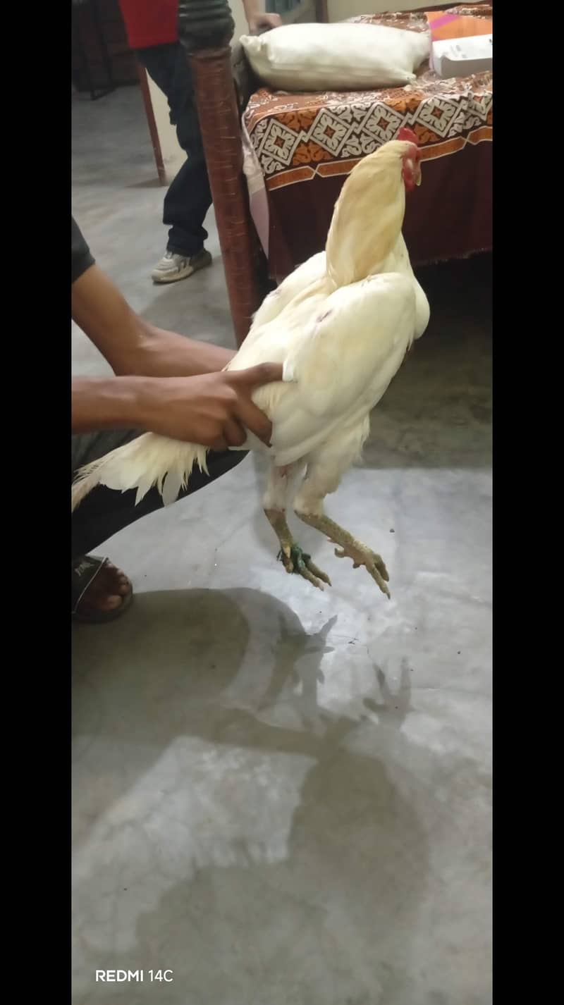 thai burmi waitname 4