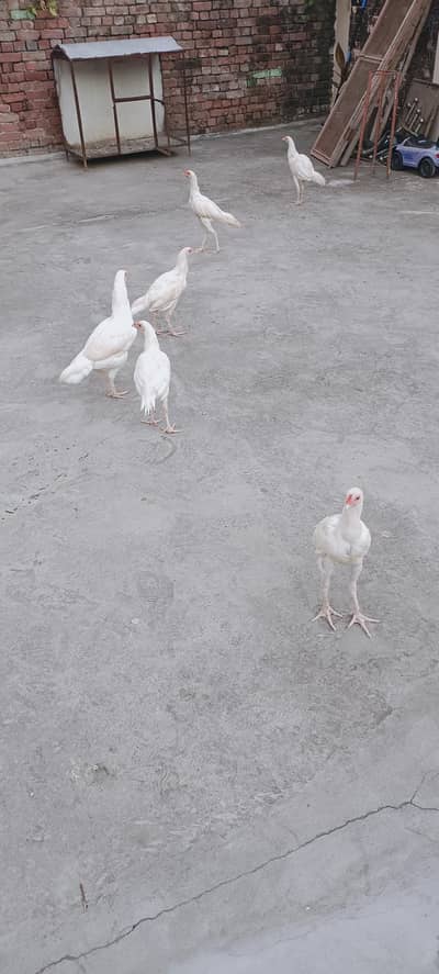 Pure White Aseel Murghy For Sale
