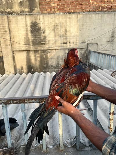 lassani and mainwali pure birds
