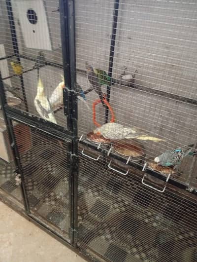 Australian and Cocktail parrot