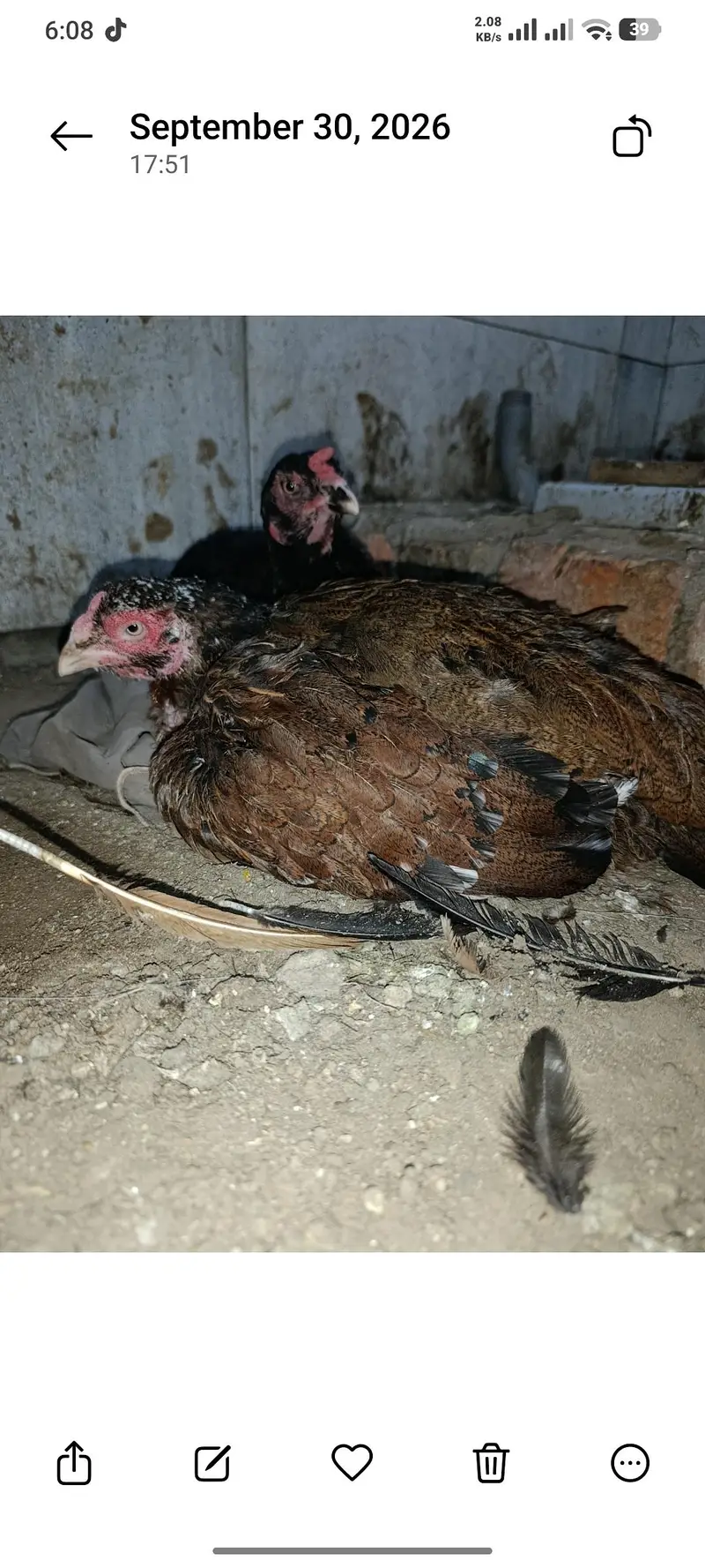 2 pure aseel kruk hens — photo 2