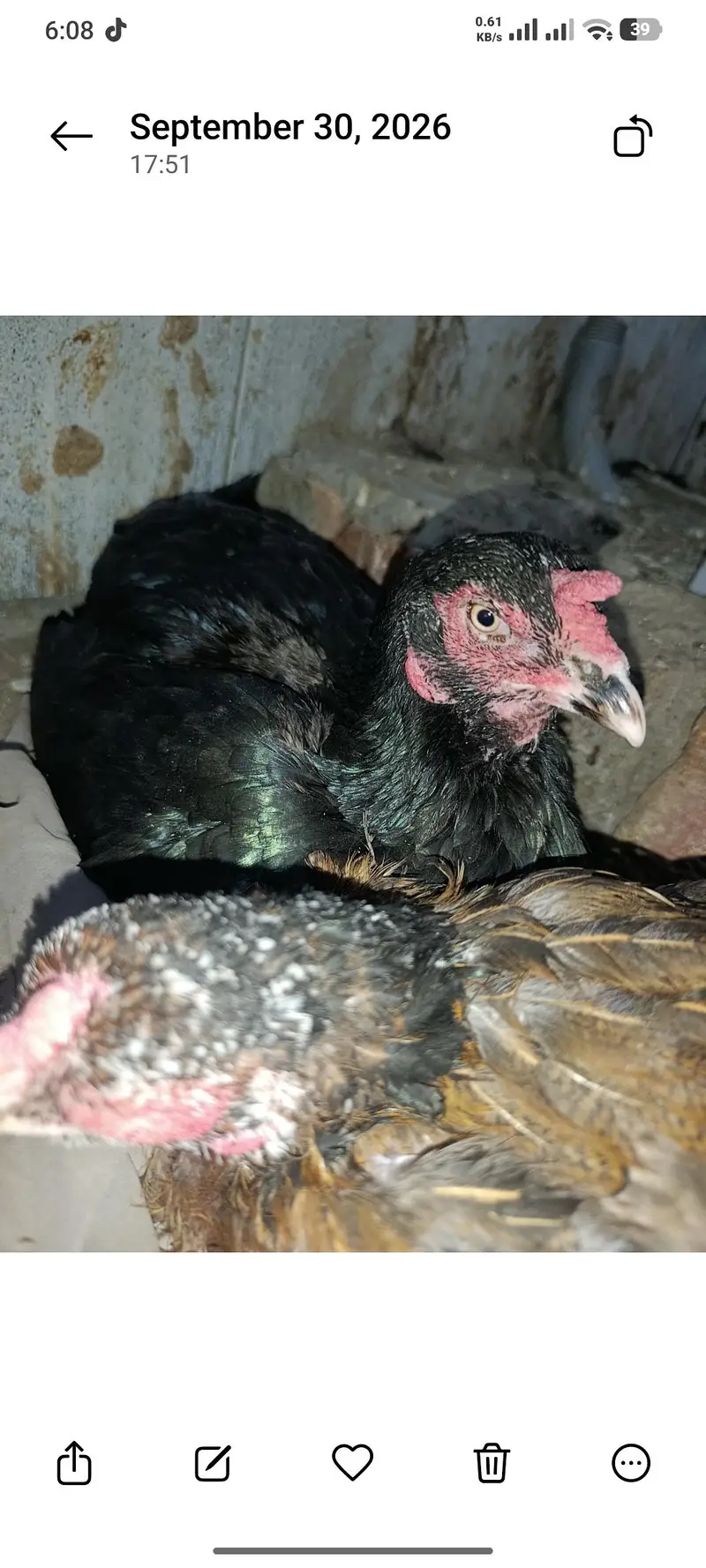 2 pure aseel kruk hens — photo 3