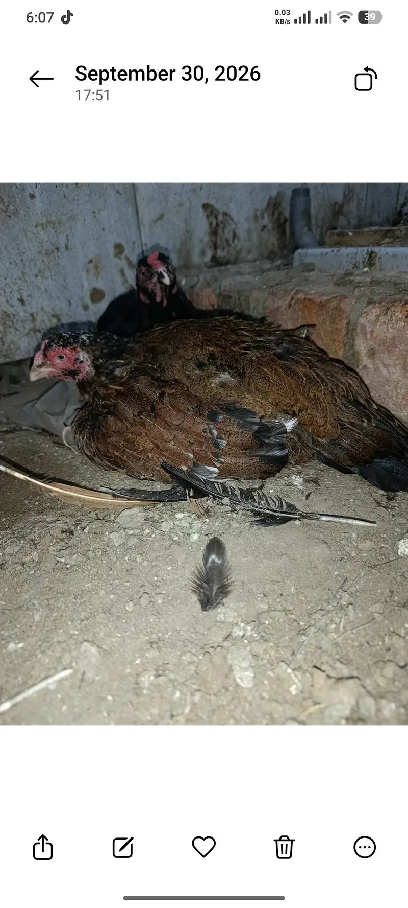2 pure aseel kruk hens — photo 4