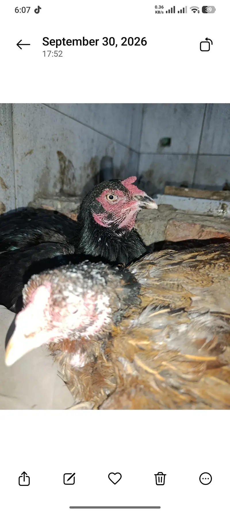 2 pure aseel kruk hens — photo 5