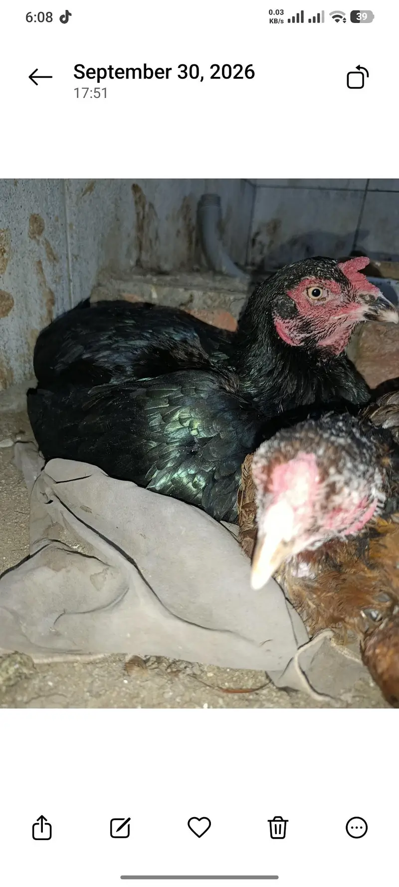 2 pure aseel kruk hens — photo 6