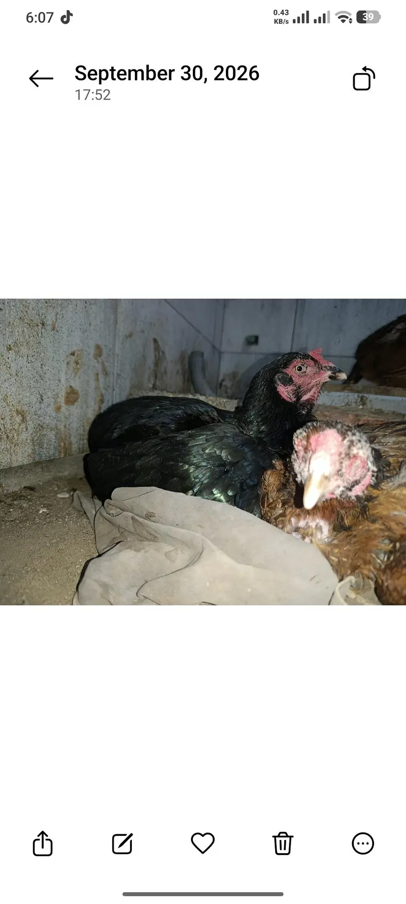2 pure aseel kruk hens — photo 8