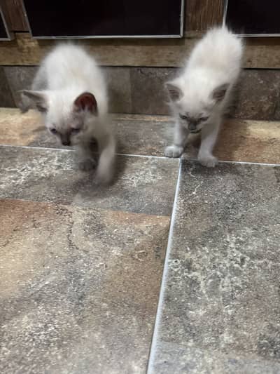 Semi female kittens