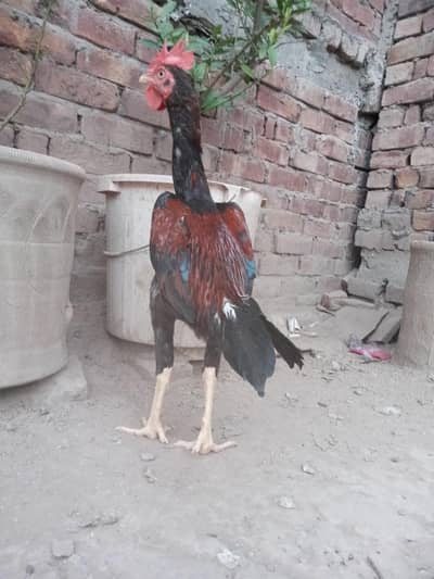 Aseel patha minanwali