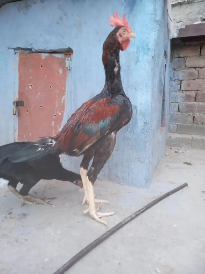 Aseel patha minanwali — photo 2
