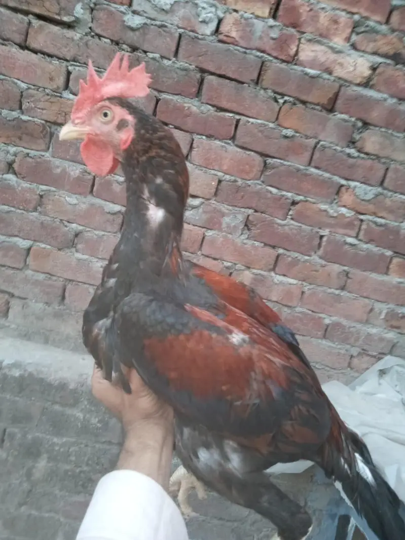 Aseel patha minanwali — photo 3