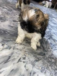 Beautiful Shih Tzu Puppies for Sale – 1 Month Old Female