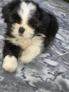 Beautiful Shih Tzu Puppies for Sale – 1 Month Old Female — photo 2
