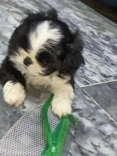 Beautiful Shih Tzu Puppies for Sale – 1 Month Old Female — photo 3