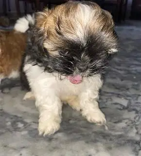 Beautiful Shih Tzu Puppies for Sale – 1 Month Old Female — photo 4