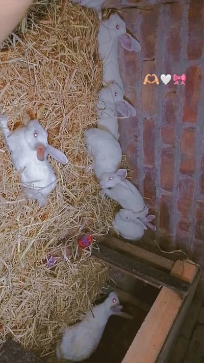 bilkul neat white rabbit