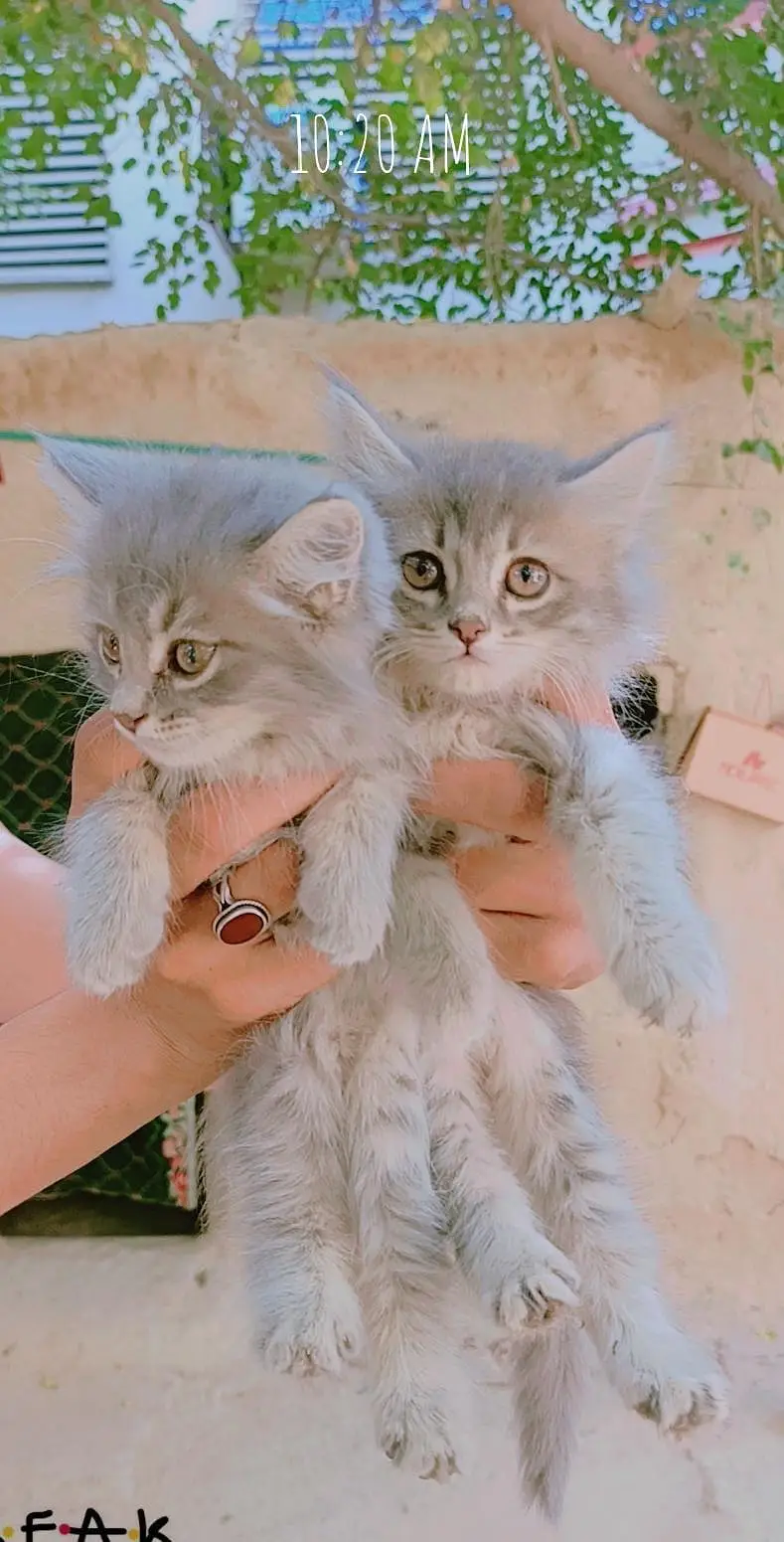 Grey Persian kitten Pair — photo 3