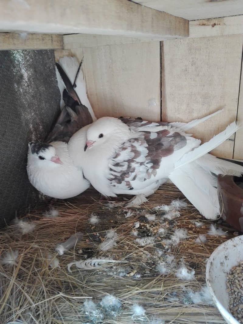 Pigeon 0