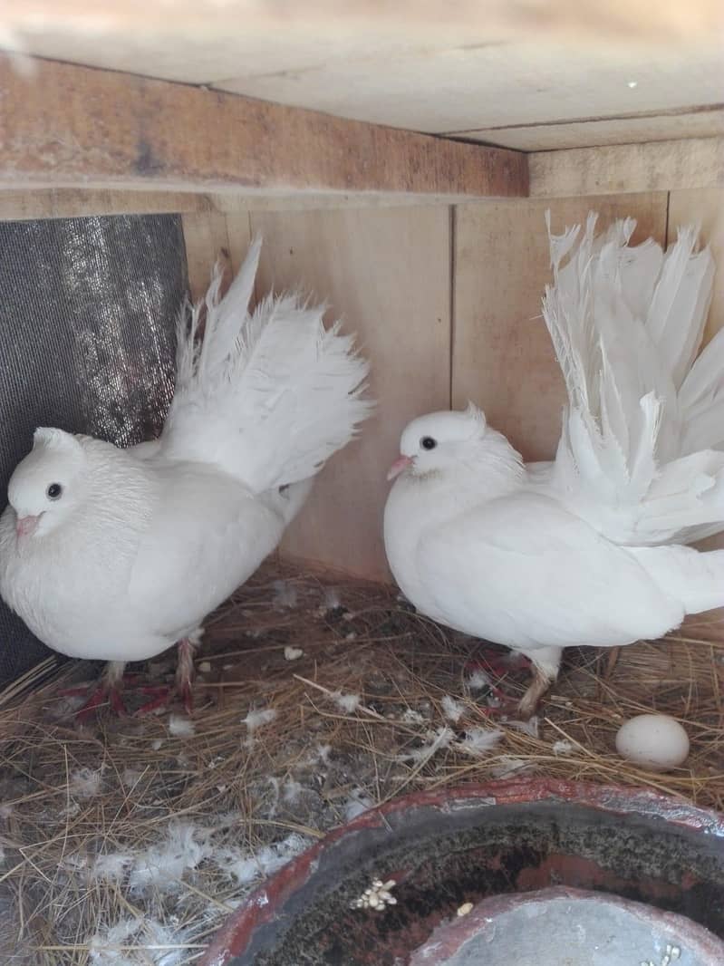 Pigeon 1