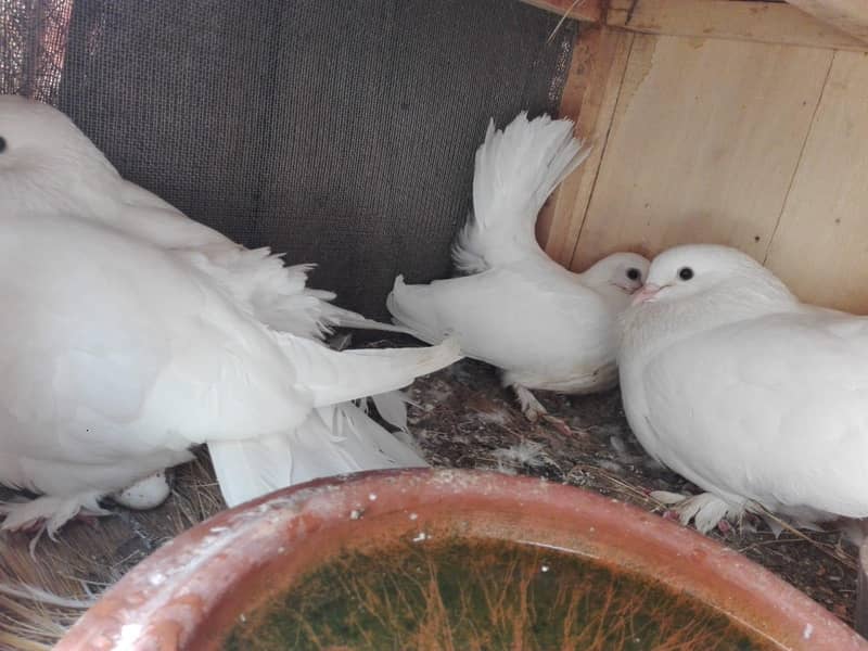 Pigeon 2