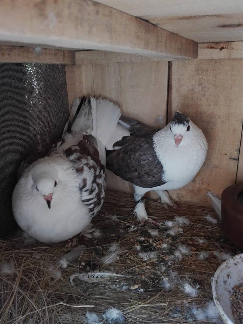 Pigeon 3