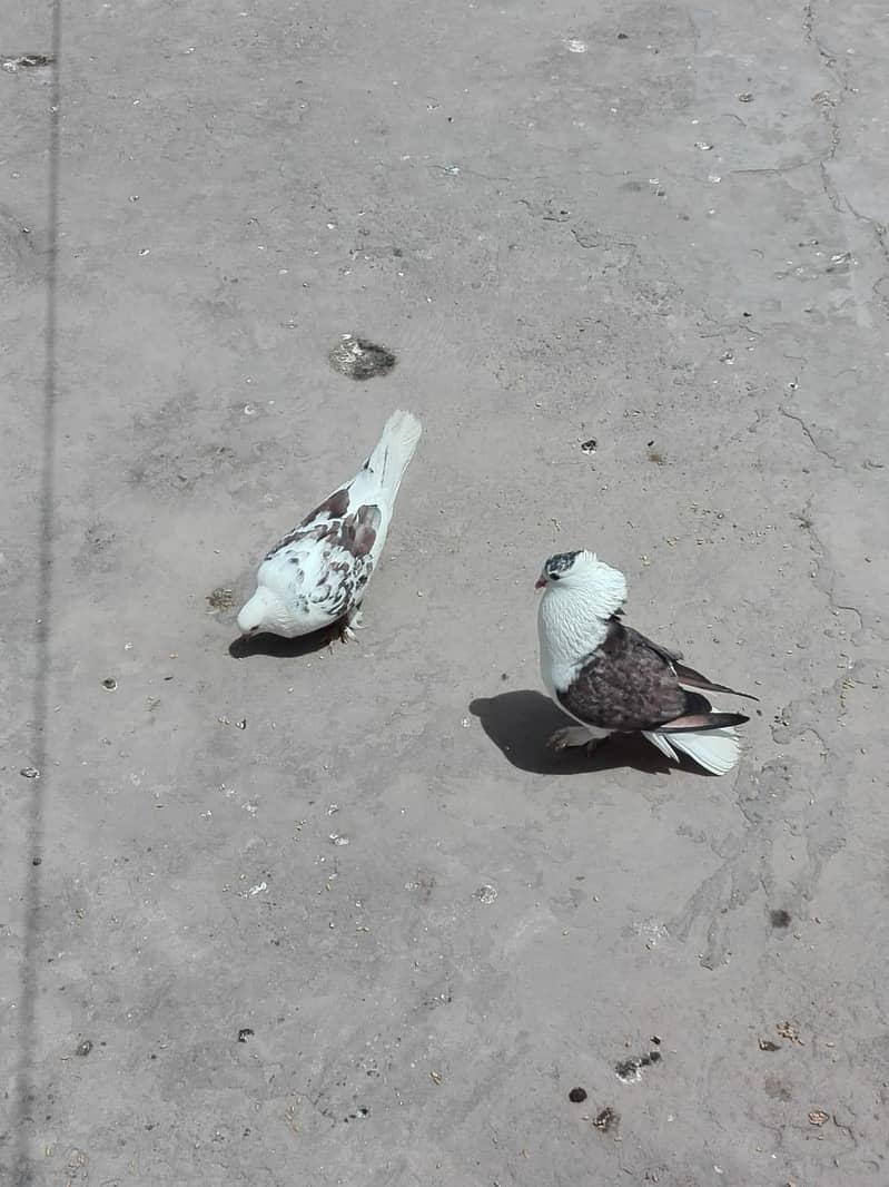 Pigeon 4