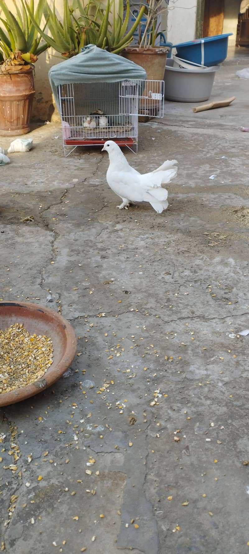 Pigeon 5