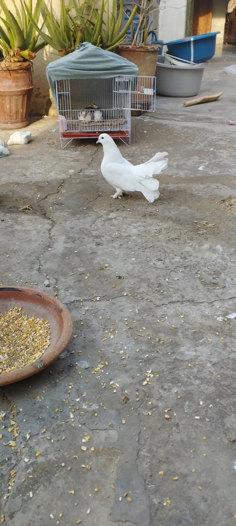 Pigeon — photo 6