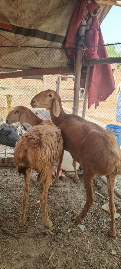 dumba female 2 and goats b for sell haain and more