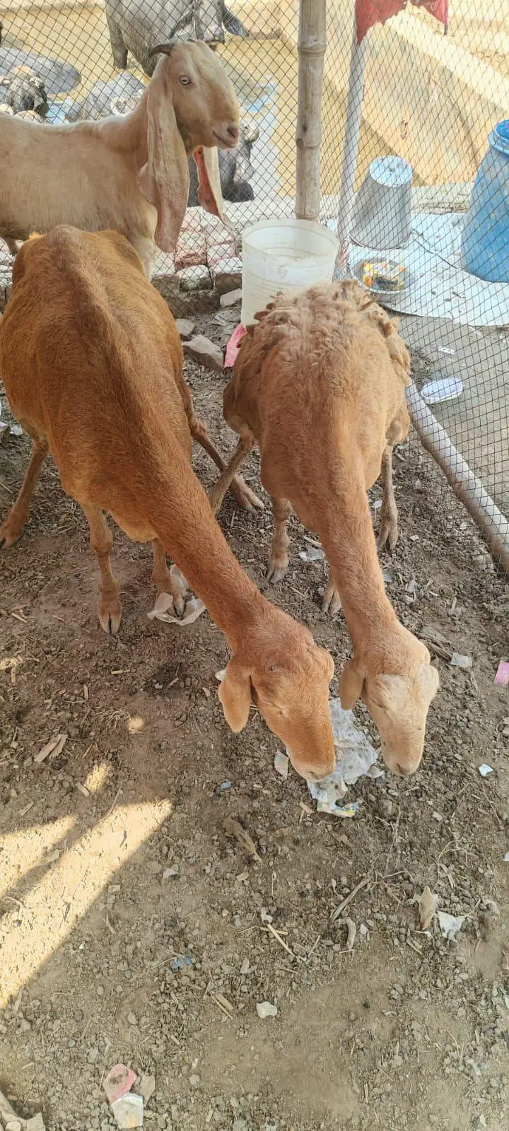 dumba female 2 and goats b for sell haain and more — photo 2
