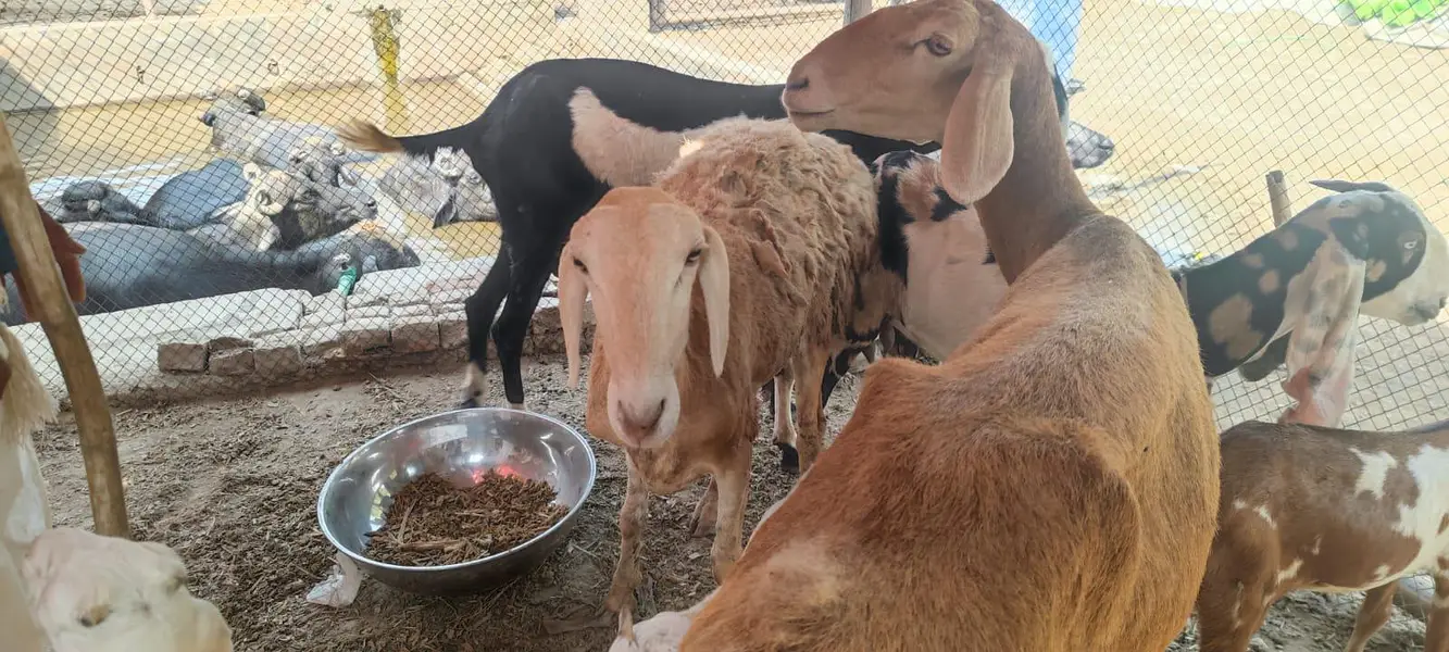 dumba female 2 and goats b for sell haain and more — photo 3