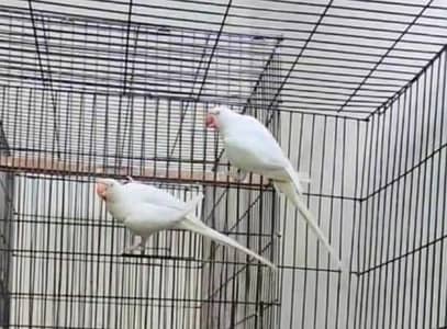 white parrot