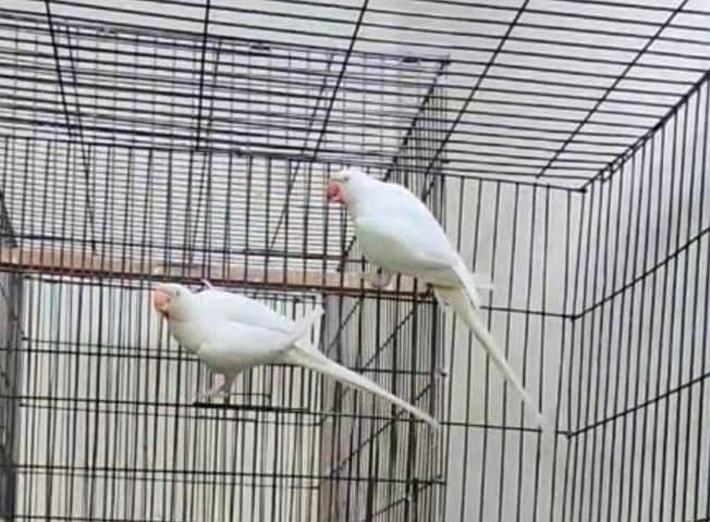 white parrot 0