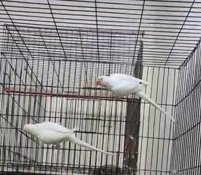 white parrot 1