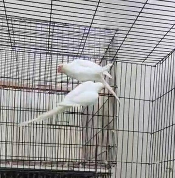 white parrot 2