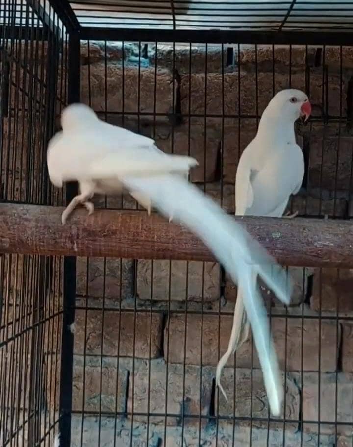white parrot 3